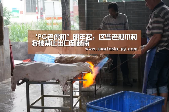 ‘PG老虎机’明年起,这些老挝木材将被禁止出口到越南(图1) PG老虎机